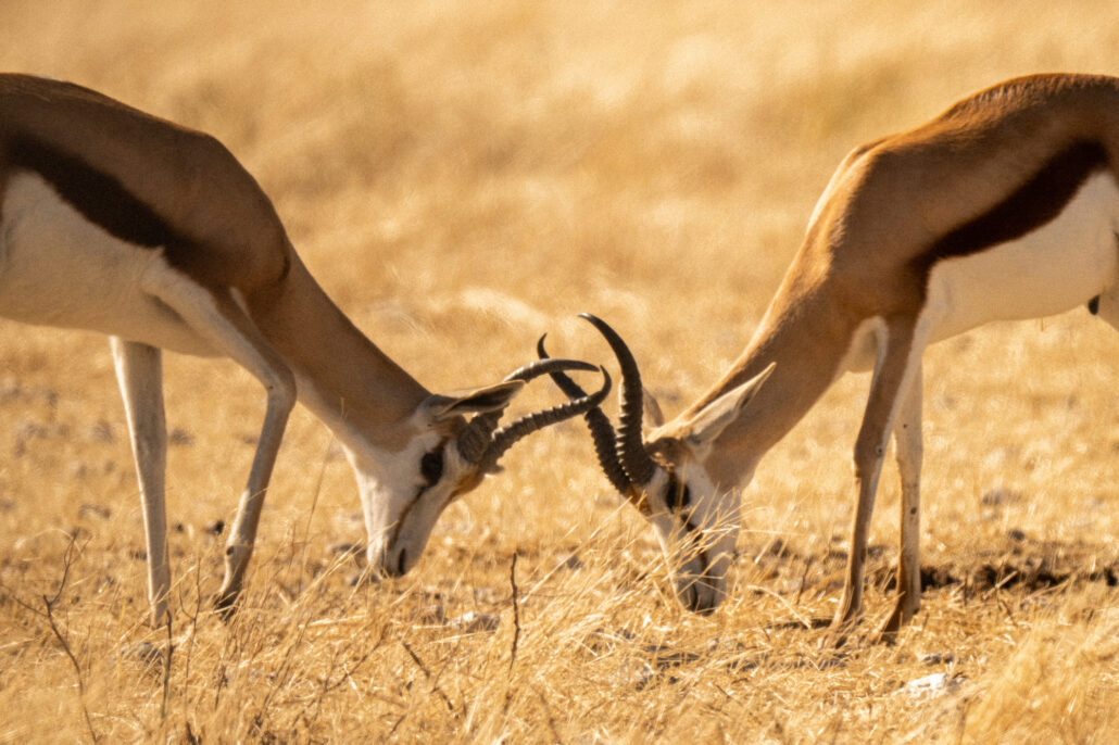 Springbok antelopes fighting at waterhole in Etosha National Park Namibia safari - African wildlife behavior photography
