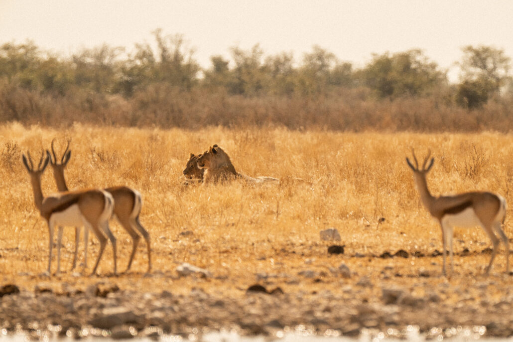 Springbok antelopes with lions in background showcasing predator-prey dynamics in Etosha National Park Namibia safari