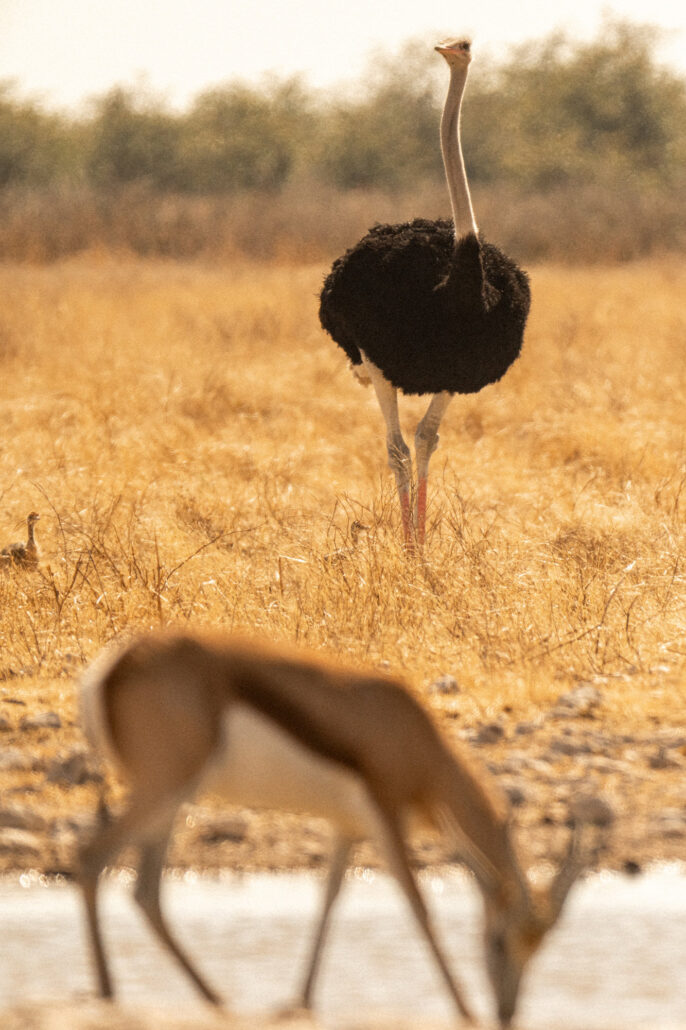 Ostrich and springbok antelopes coexisting in Etosha National Park Namibia - diverse African wildlife safari photography