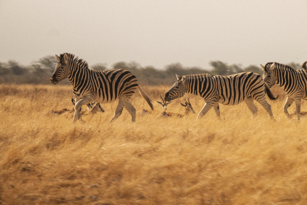 Zebra herd showing natural behavior in Etosha National Park Namibia - African safari wildlife photography