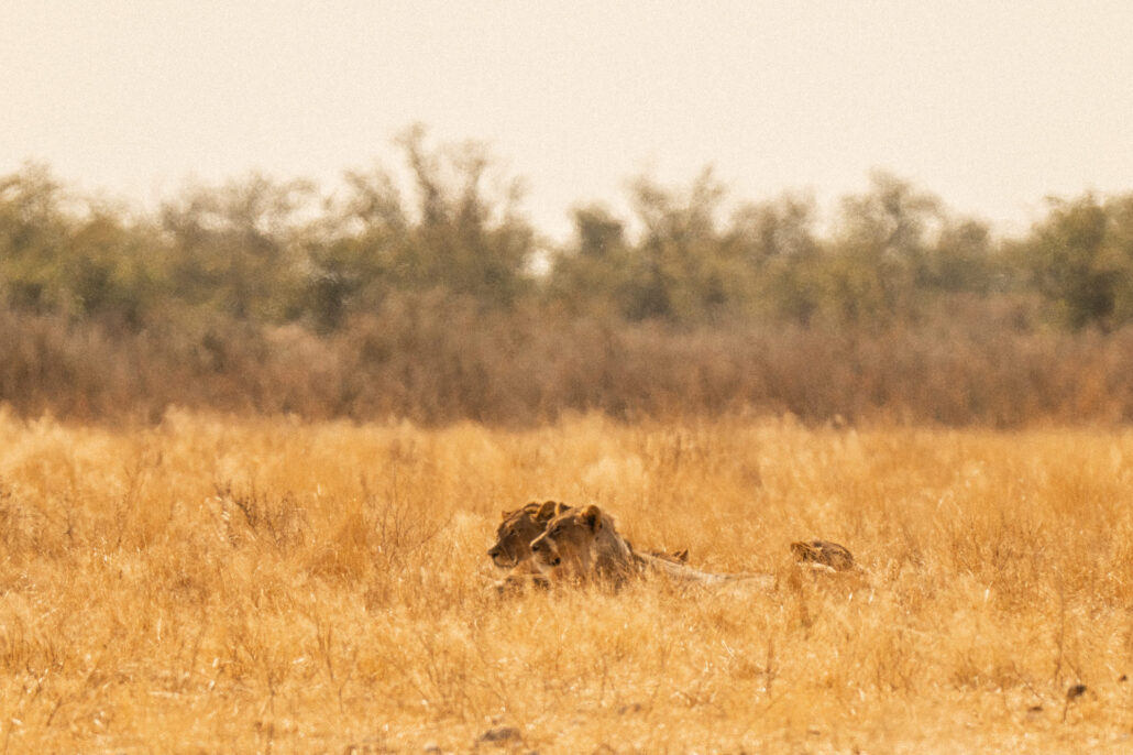 Lions at waterhole during golden hour in Etosha National Park Namibia safari - African savanna photography