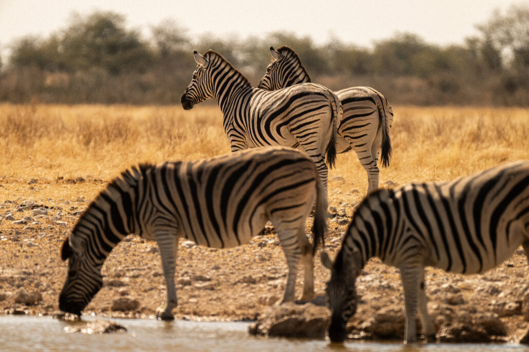 Zebras drinking at waterhole in Etosha National Park Namibia safari - African wildlife behavior photography