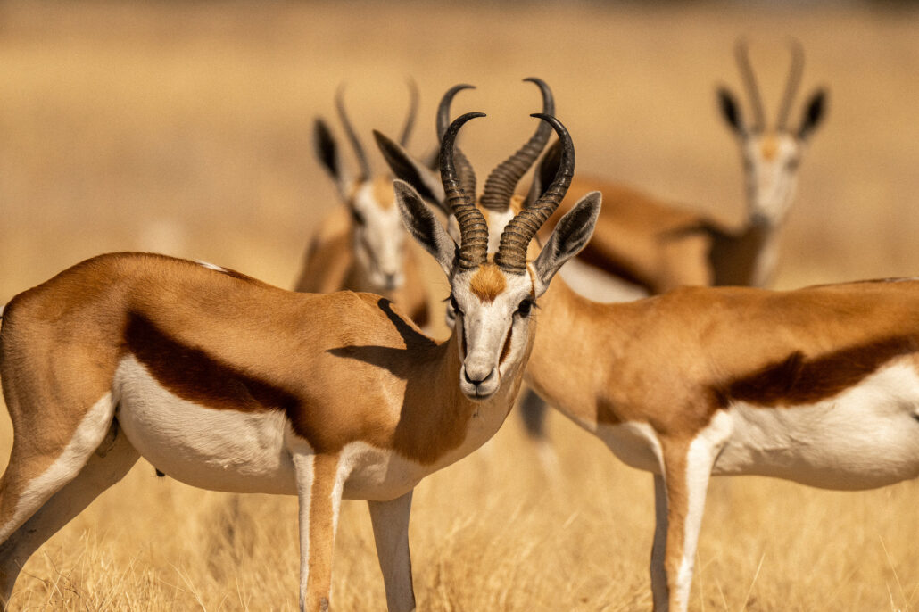 Springbok antelope herd showing social behavior in Etosha National Park Namibia safari - African wildlife photography