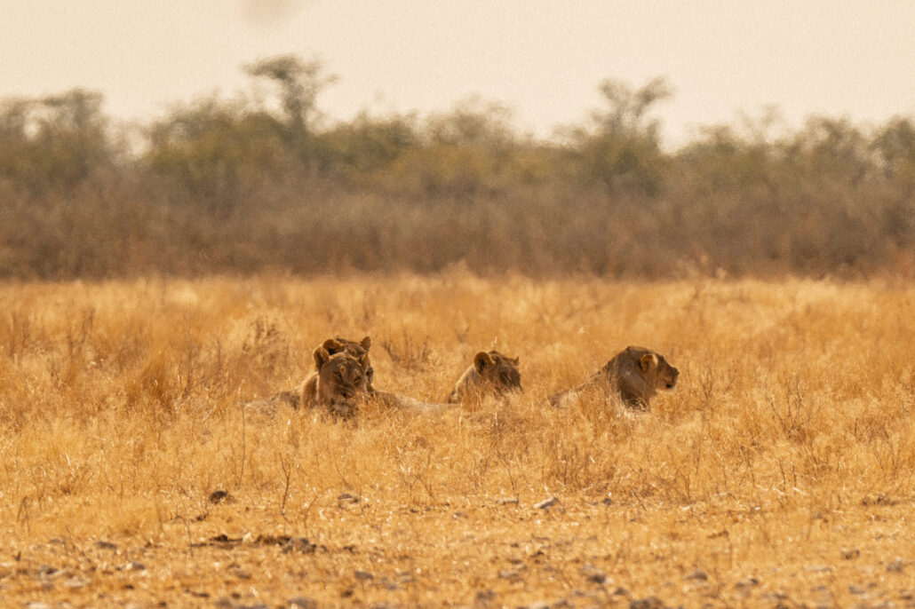 Multiple lions drinking at Etosha National Park waterhole during Namibia safari - African wildlife behavior photography