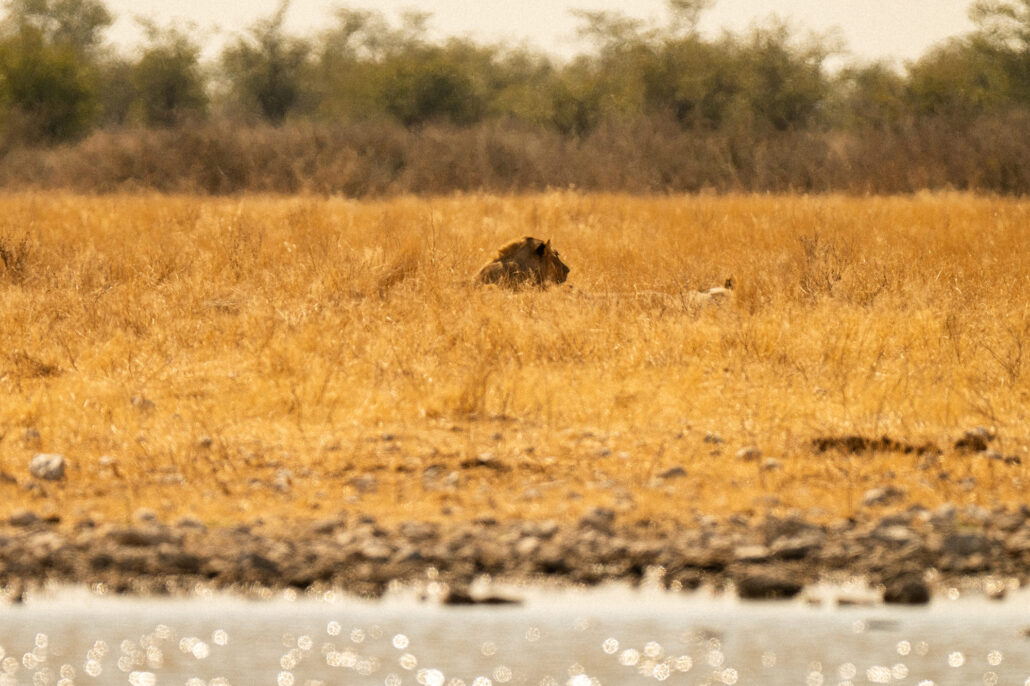 Lion at waterhole in Etosha National Park Namibia - safari game drive photography