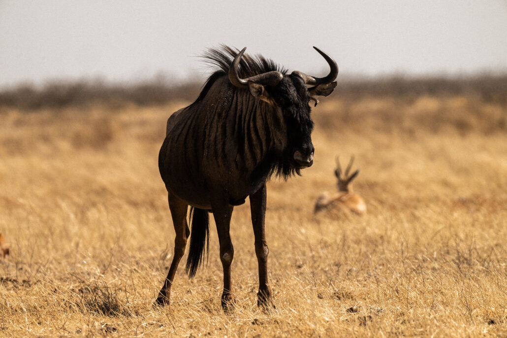 Wildebeest in golden grassland with springbok in background during Etosha National Park Namibia safari