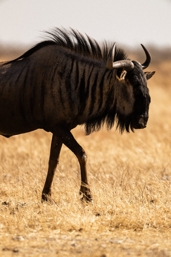 Wildebeest portrait at Etosha National Park