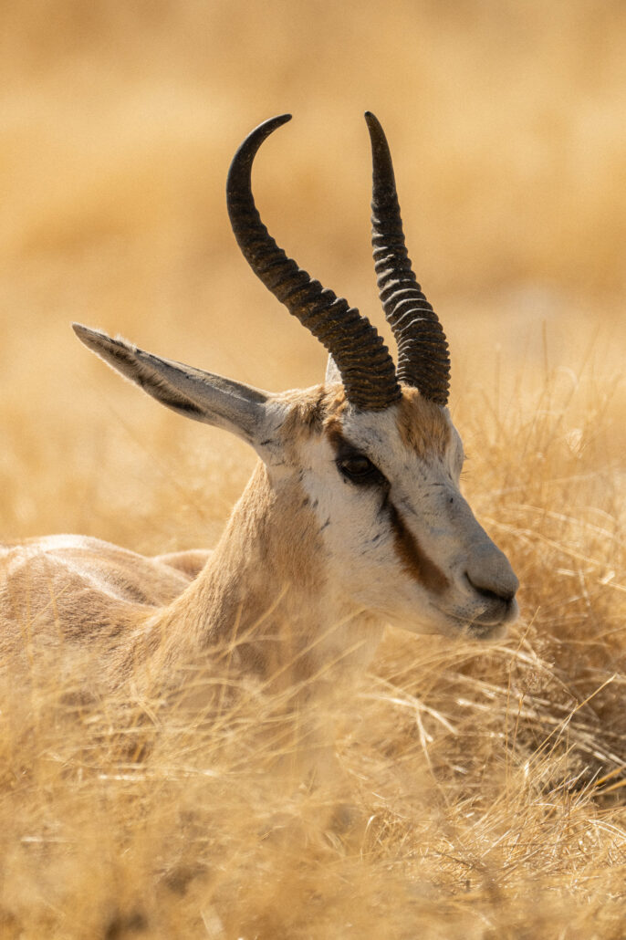 Close-up antelope horns detail in golden light during Etosha National Park Namibia safari - African wildlife photography