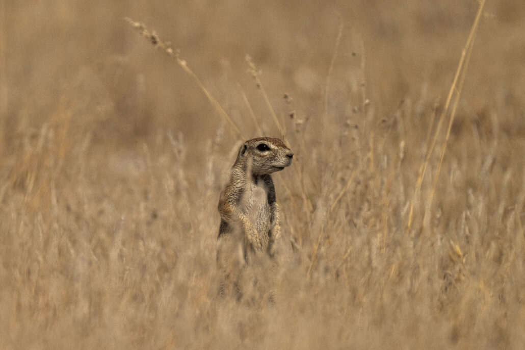 African ground squirrel standing alert in Etosha National Park Namibia - small wildlife safari photography