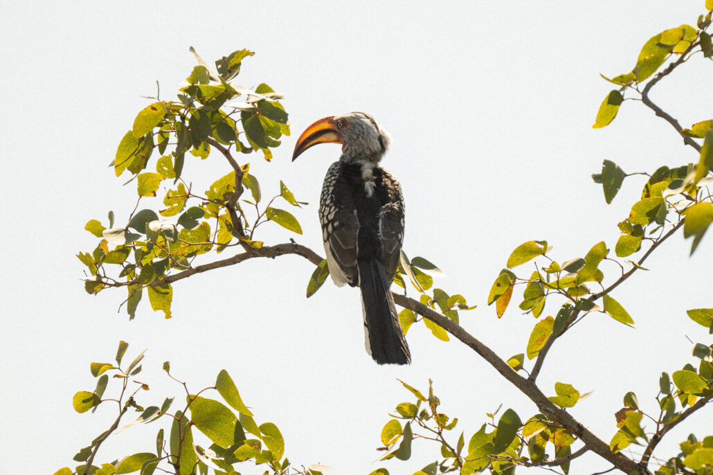 African hornbill bird perched on branch in Etosha National Park Namibia - safari bird photography