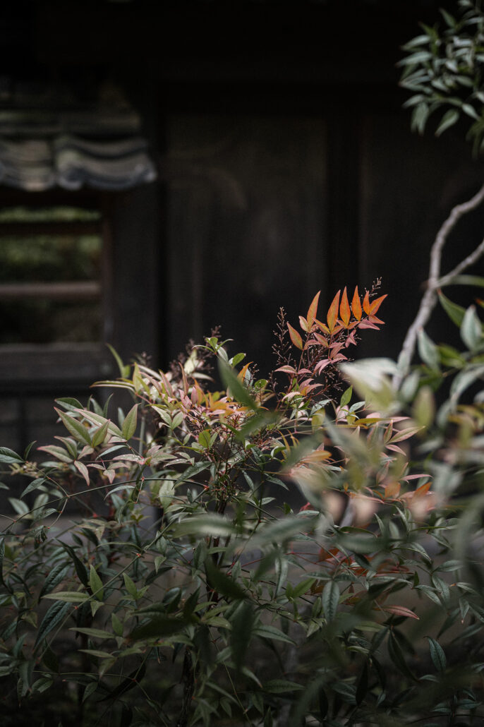 Nandina leaves turning red against the dark timber of the villa in Matsumoto, on the morning of a cherry blossom wedding.