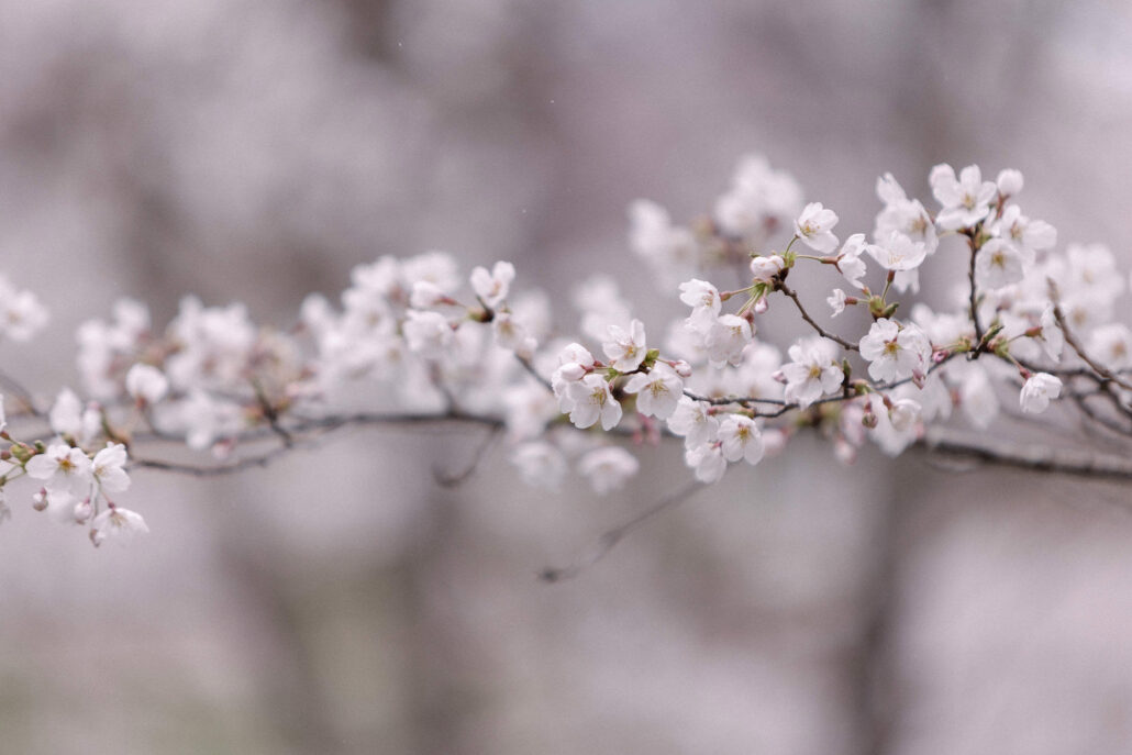A branch of pale cherry blossom in soft focus, the season the couple chose for their spring wedding in Nagano.