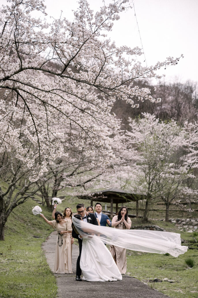 The bridesmaids cheer as the bride's veil flies out behind her on a path beneath the cherry trees in Nagano.