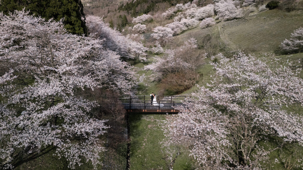 A drone view of a valley filled with cherry blossom, the couple small on a wooden bridge, at a cherry blossom wedding in Nagano.