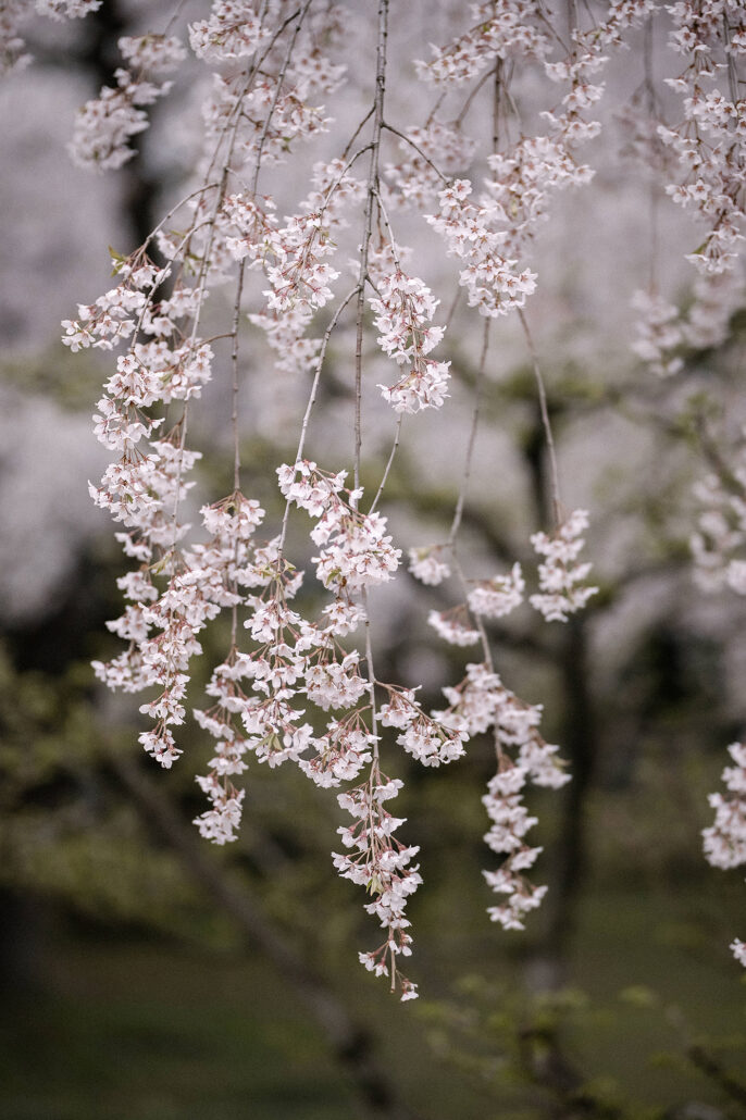 Cherry blossoms in Hirosaki Park, Aomori, Japan