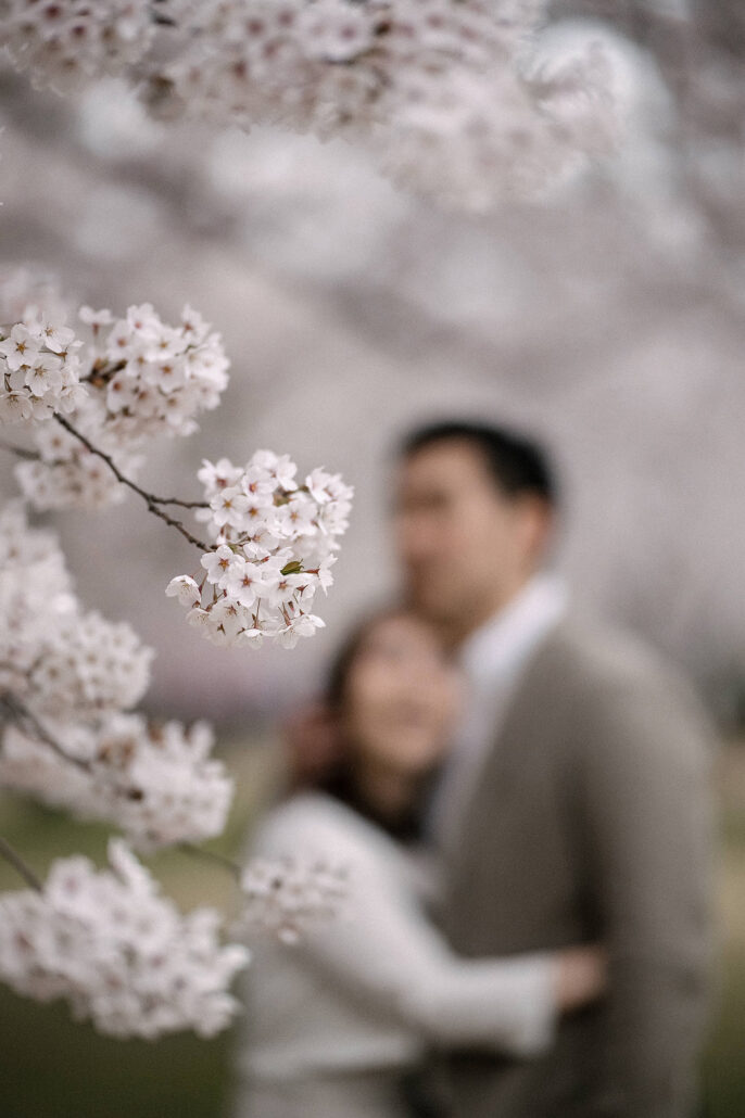 Romantic wedding portraits under sakura at Hirosaki Park, famous cherry blossom location in Japan