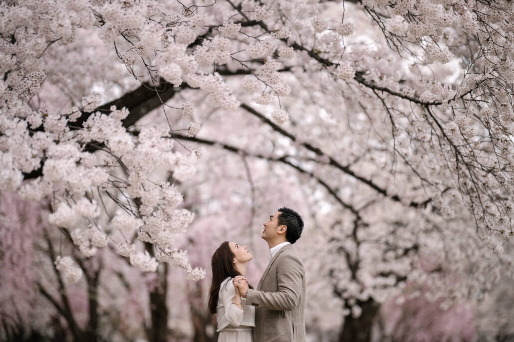 Couple sharing a quiet moment under cherry blossoms in solitude at Hirosaki Park, Japan