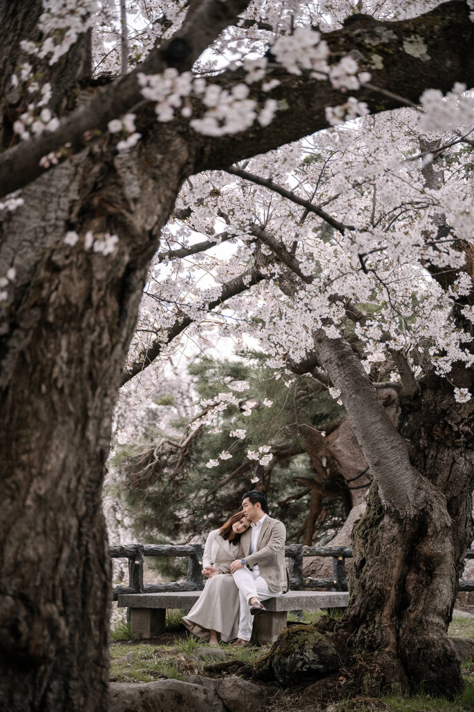 Couple walking along sakura-lined paths in Hirosaki Castle Park during cherry blossom season
