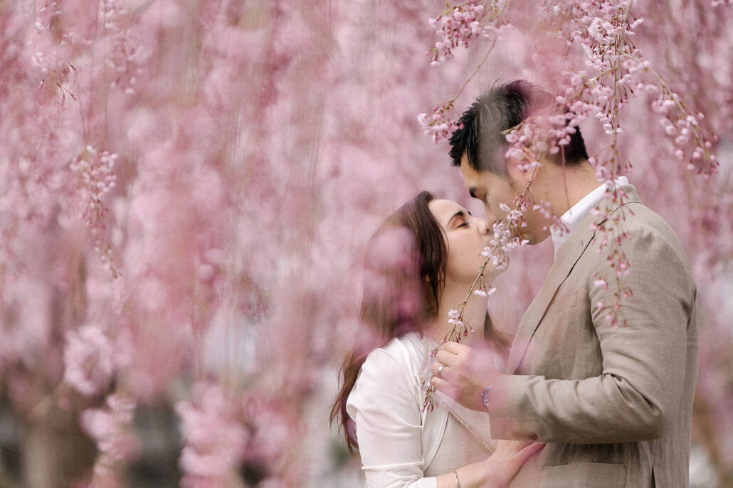 Luxury post-wedding shoot under cherry blossoms in Hirosaki, Aomori Prefecture, Japan