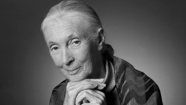 Jane Goodall in 2024. Courtesy of the Jane Goodall Institute.