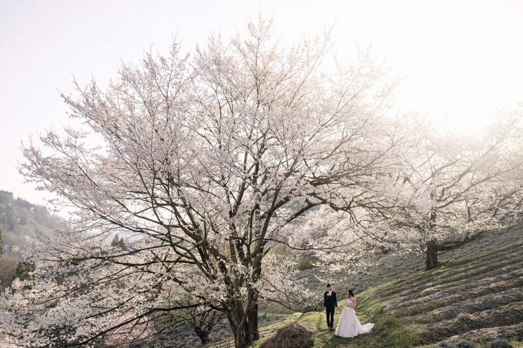 The bride and groom turn to each other on a grassy hillside beside a vast cherry tree in full bloom, haze behind, a cherry blossom wedding portrait in Japan.