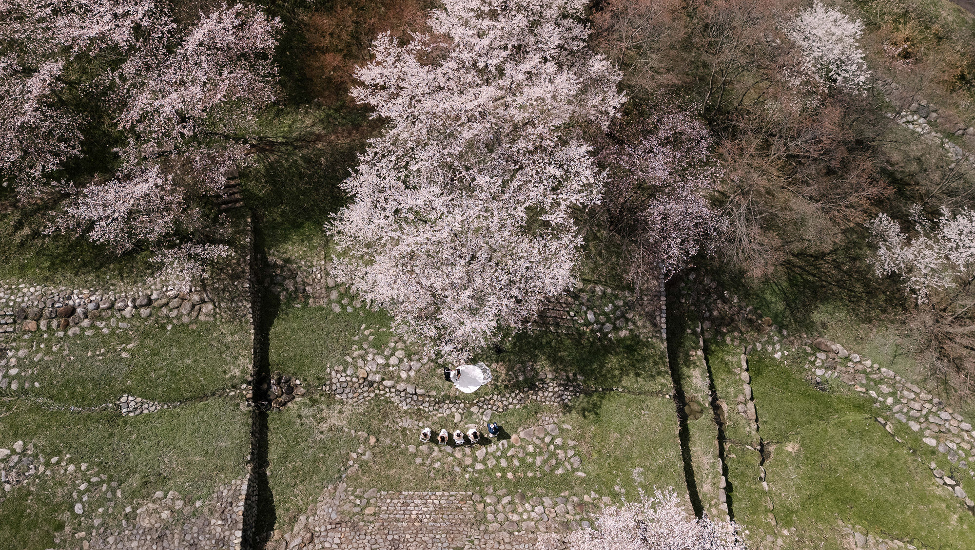 A cherry blossom wedding in Japan seen from above, the bride and groom beneath a tree in full bloom and five guests on white chairs on stone terraces in Nagano.