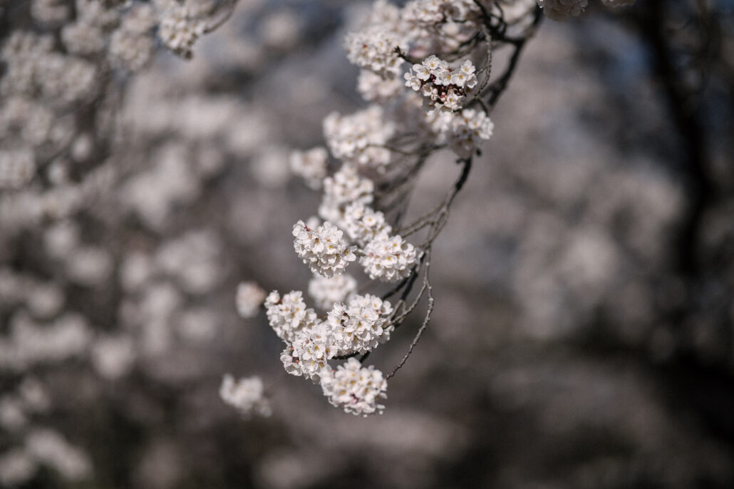 A branch of white sakura hangs in sharp focus against a soft blur of cherry trees in full bloom, the flower at the heart of hanami in Japan.
