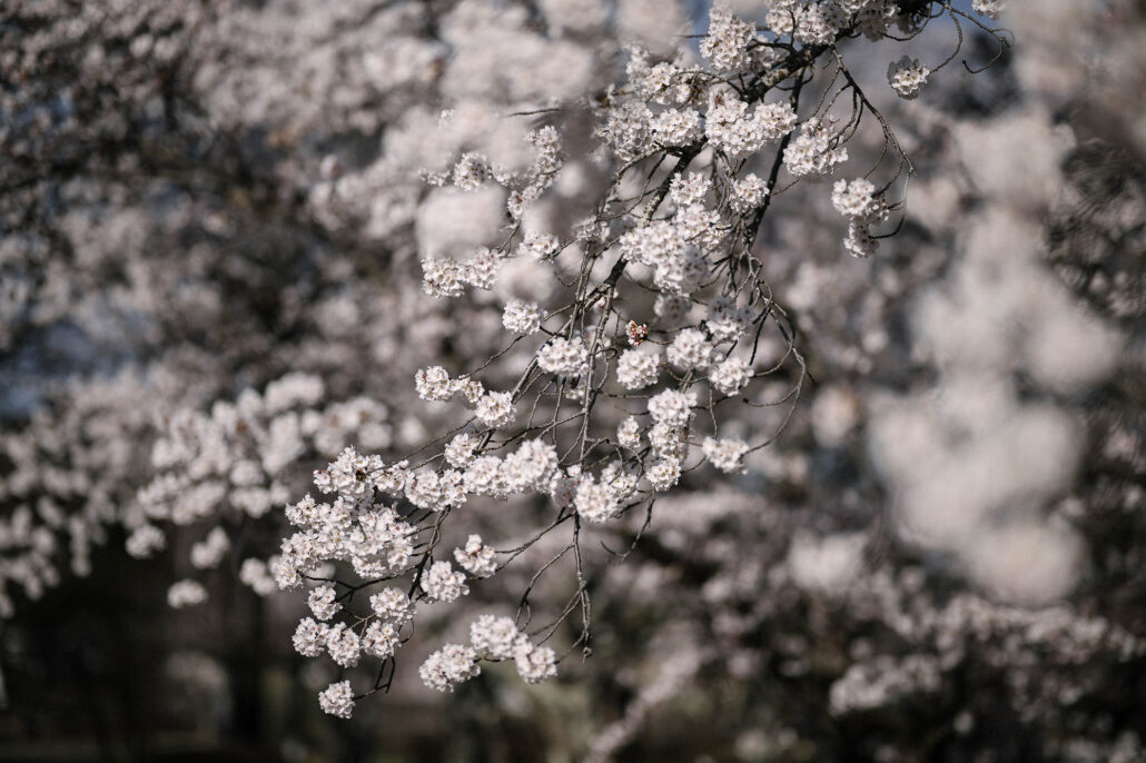 Clusters of white cherry blossom crowd a slender branch, more trees in full bloom blurred behind it, a close view of cherry blossom season in Japan.