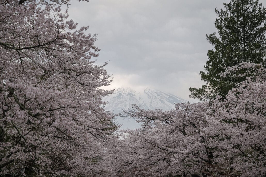 Mt Fuji's snowy upper slopes show through a gap in cherry trees in full bloom under a grey sky, a dark evergreen standing to the right.