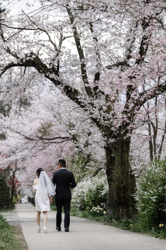 On a cherry blossom photoshoot in Japan, the bride in a short white dress and veil walks hand in hand with the groom beneath the blossom.