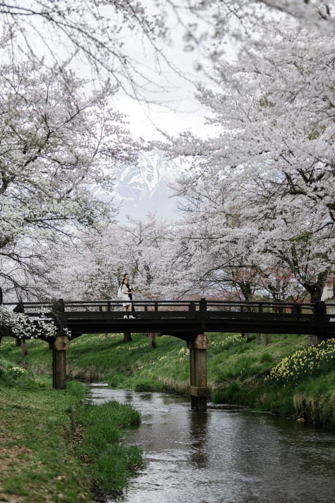 The couple stand small on a wooden footbridge over a stream, cherry trees on both banks, daffodils in the grass and Mt Fuji's snow beyond.