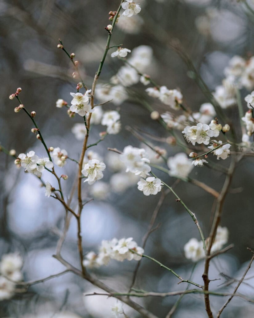 White plum blossoms open on bare branches near Mount Fuji in March, on the day of the proposal.