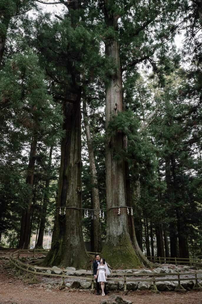 The couple stand tiny at the foot of the matchmaking cedars at Kawaguchi Asama Shrine, the two trunks joined by a rope hung with paper streamers.