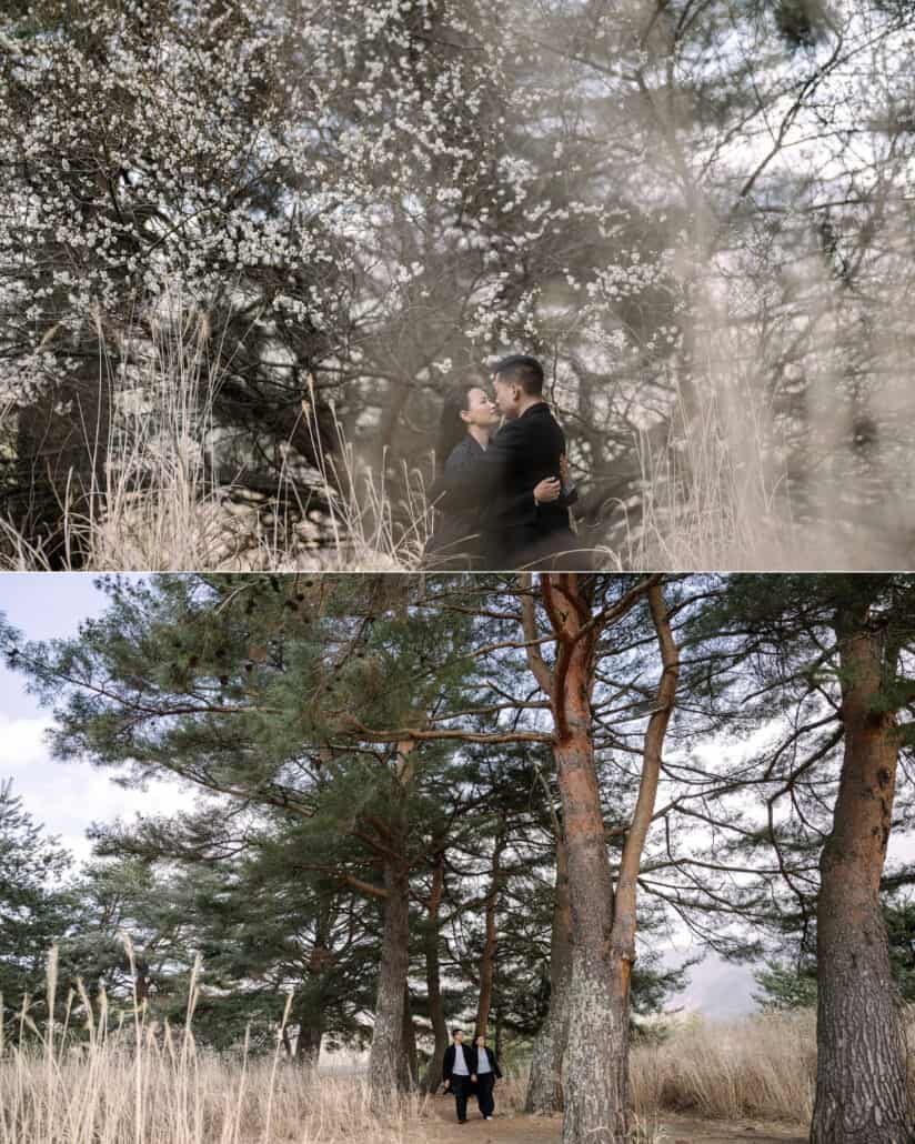 The couple embrace among white plum blossoms, and stand small beneath tall pines in the dry grass near Mount Fuji.