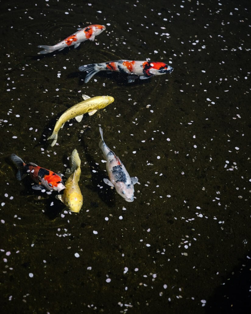 Red, white and gold koi swim through a dark pond scattered with fallen cherry petals during a spring wedding weekend at Mt Fuji.