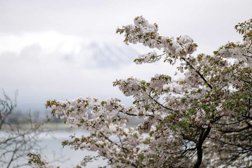 A cherry branch in full bloom reaches out over Lake Kawaguchi while the snowy slopes of Mt Fuji fade into the cloud behind it.