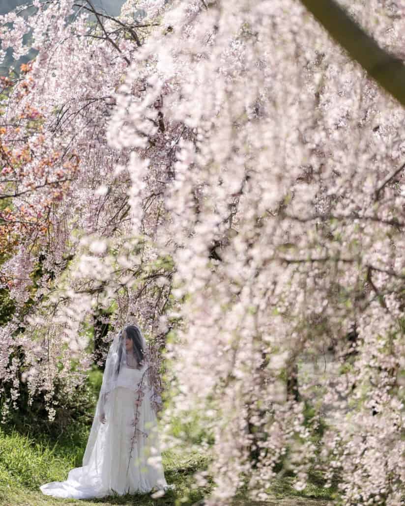 Veiled, the bride stands beneath curtains of pale pink weeping cherry blossom, a portrait from a cherry blossom elopement in Japan.