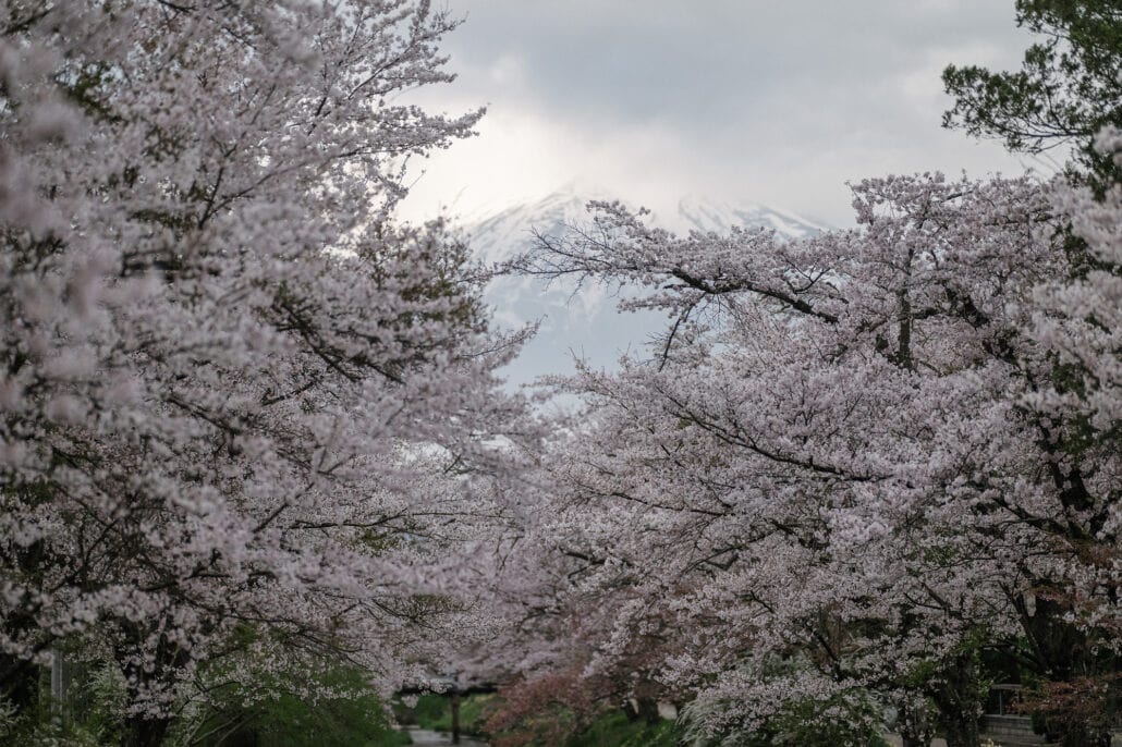 Cherry trees in full bloom arch in from both sides, the snowy slopes of Mt Fuji showing through the cloud between them.