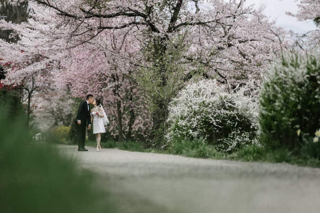 The bride and groom kiss on a quiet path under cherry trees in full bloom, white spiraea beside them, on a cherry blossom photoshoot in Japan.