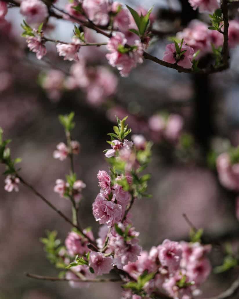 Deep pink double flowers of a flowering peach open among new green leaves, spring colour for a Japan elopement near Mt Fuji.