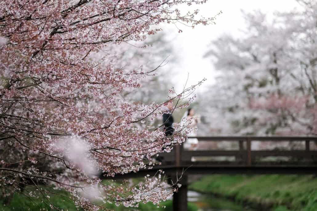 A branch of pale pink cherry blossom fills the foreground while the bride and groom cross a wooden footbridge beyond, soft and small.