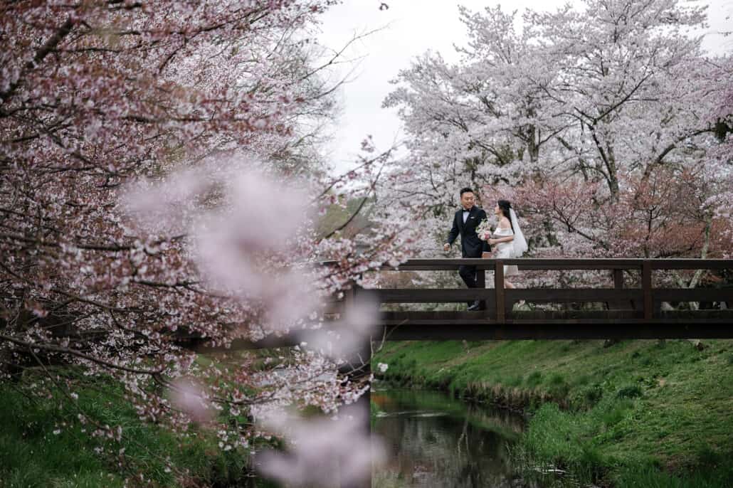 The bride and groom cross a wooden footbridge over a quiet stream, smiling at each other, cherry trees in bloom around them in the Fuji Five Lakes.