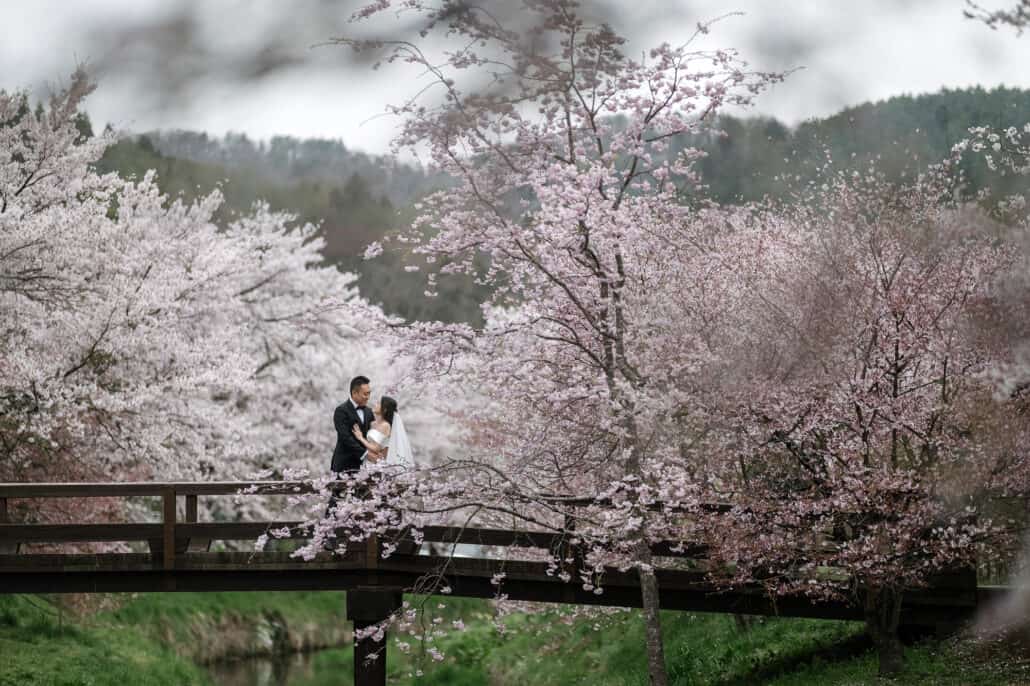 The bride and groom hold each other on a wooden footbridge among cherry trees in bloom and wooded hills, on a cherry blossom photoshoot in Japan.