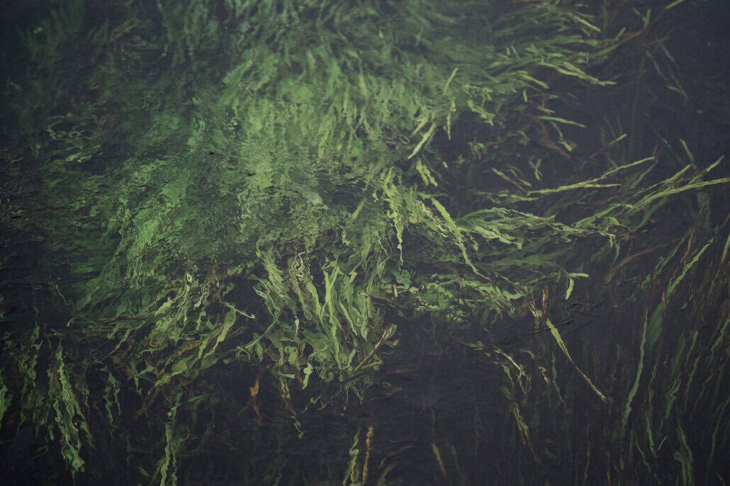 Bright green water weed bends with the current under the clear, rippling surface of a stream in the Fuji Five Lakes.