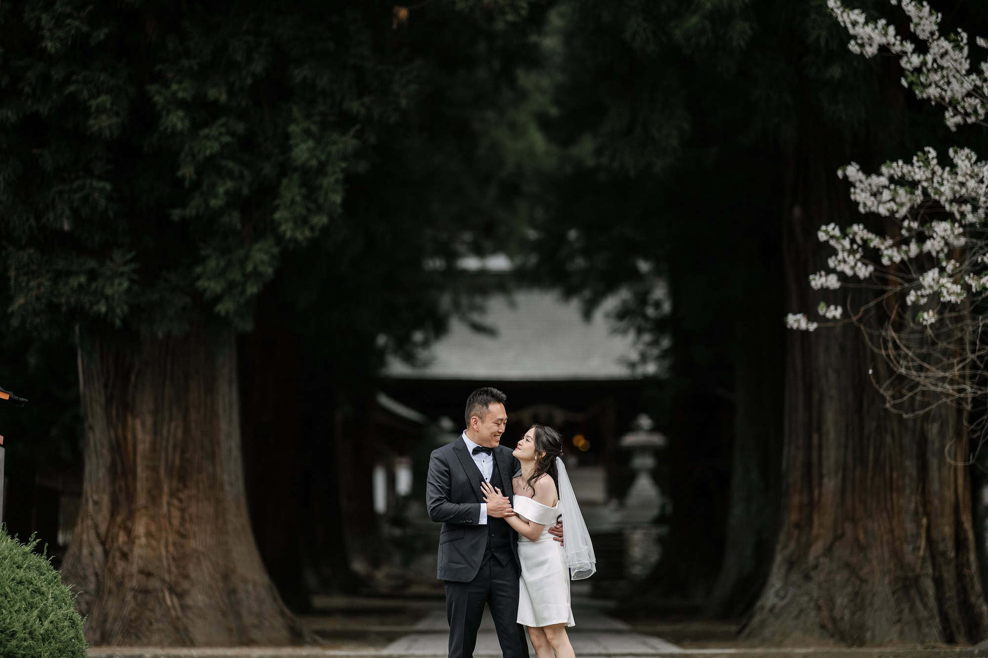 A bride and groom hold each other between two giant cedars at Kawaguchi Asama Shrine, white blossom at the edge, the day after their wedding in Japan.