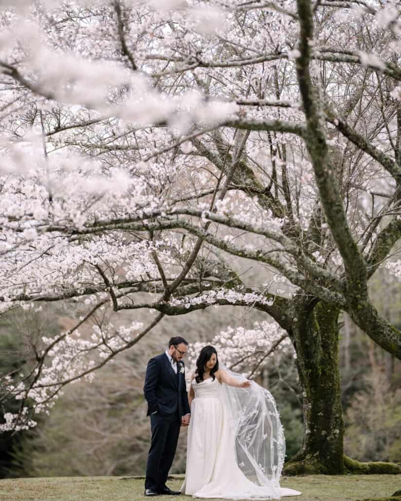 The couple stand small beneath the spreading branches of cherry trees in full bloom near Shuzenji, the bride lifting the edge of her veil.