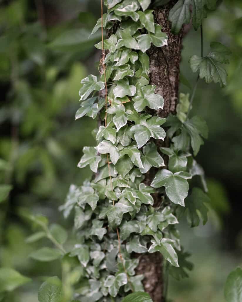Ivy climbing a tree trunk in deep green, a quiet detail from a Tokyo wedding day.