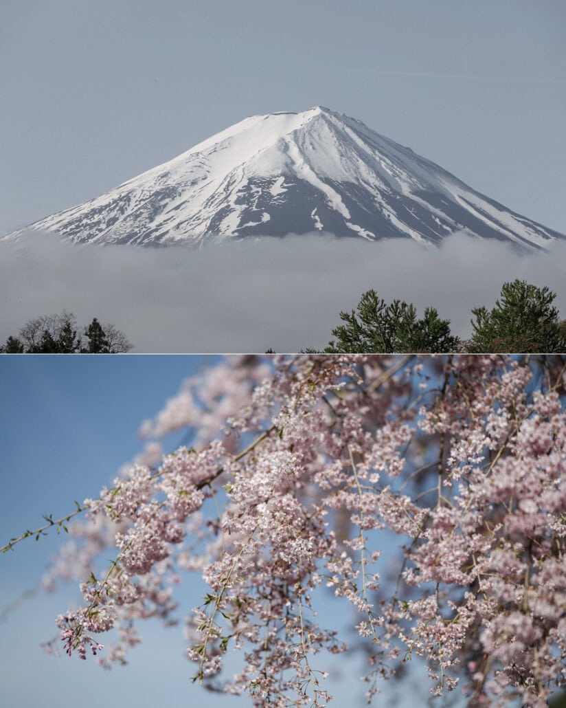 Snow-capped Mt Fuji stands clear above a band of cloud and pine tops, paired with weeping cherry blossom against a blue spring sky.