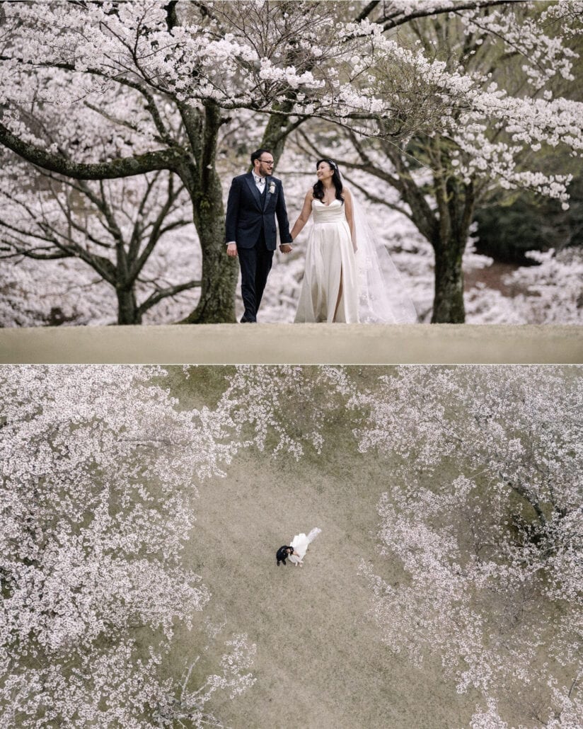The bride and groom walk hand in hand under cherry trees in full bloom near Shuzenji, and a drone looks straight down on them in the grove.