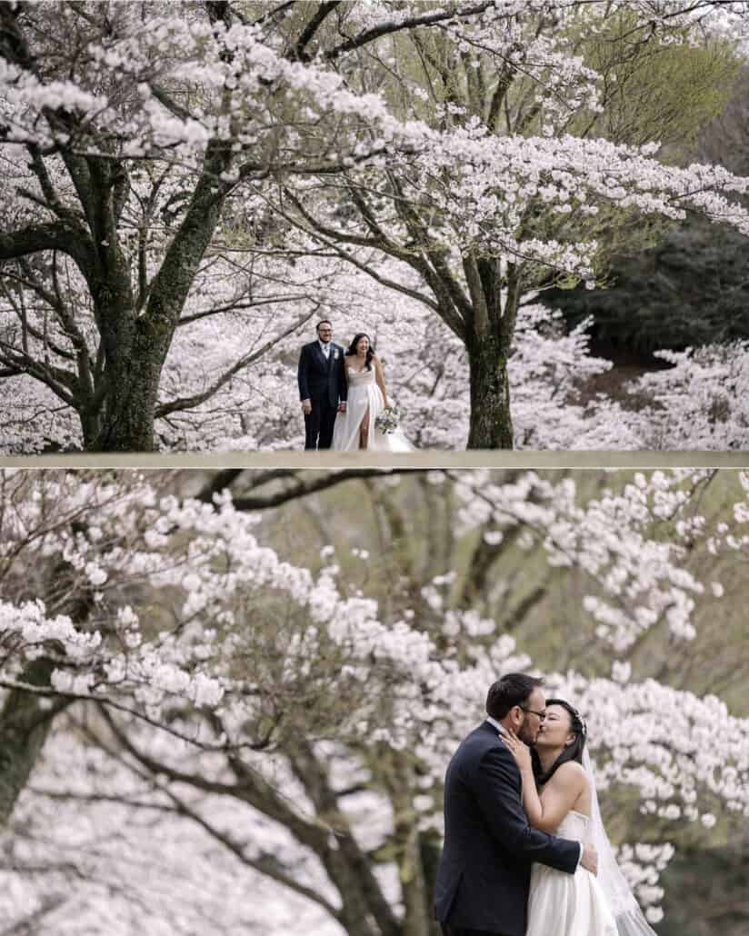 The bride and groom stand together under cherry trees in bloom, then kiss among the blossoms, portraits from their intimate wedding in Japan.
